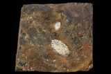 Paleocene Fossil Fruit (Psidium) - North Dakota #96883-1